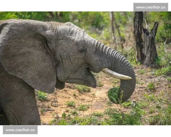 《回忆青春岁月中的那只书包与校园时光的旋律》 《回忆青春岁月中的那只书包与校园时光的旋律》